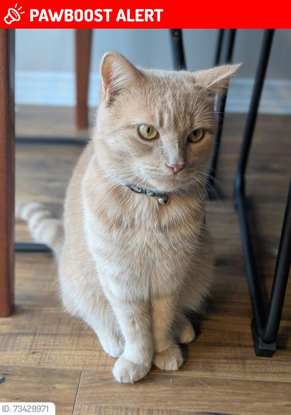 Lost Male Cat last seen Lynden Street & Peel Street, Collingwood, ON L9Y 0C3