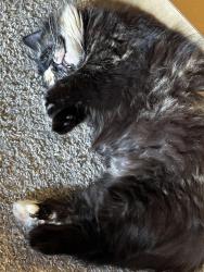 Lost Female Cat last seen Near and 55/62, Mendota Heights, MN 55120