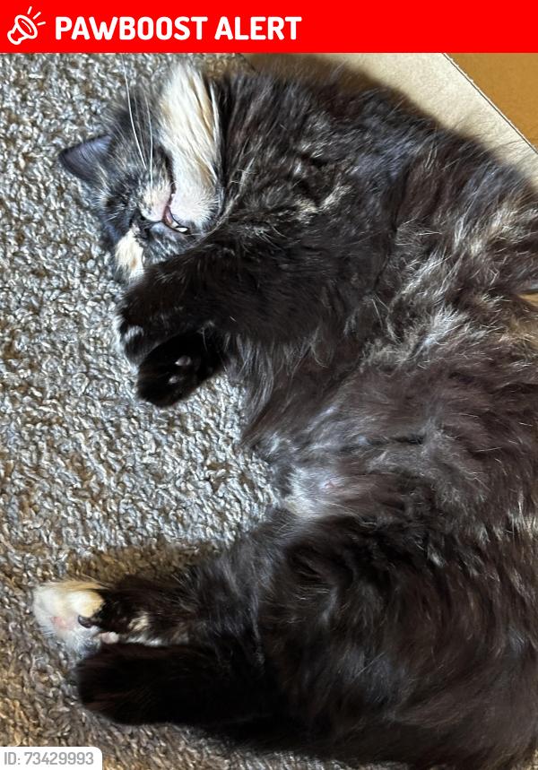 Lost Female Cat last seen Near and 55/62, Mendota Heights, MN 55120