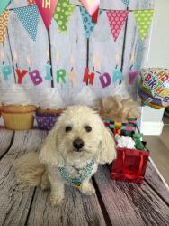 Reunited Male Dog last seen 25th and O St, Sacramento, CA 95816