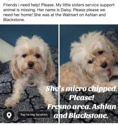 Lost Female Dog last seen Ashlan and Blackstone, Fresno, CA 93726