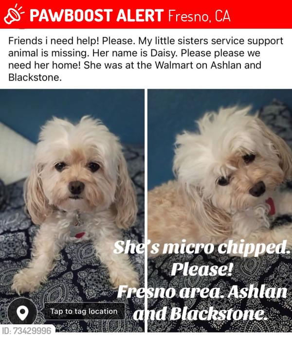 Lost Female Dog last seen Ashlan and Blackstone, Fresno, CA 93726