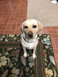 Reunited Female Dog last seen Saint brides road, Chesapeake, VA 23322