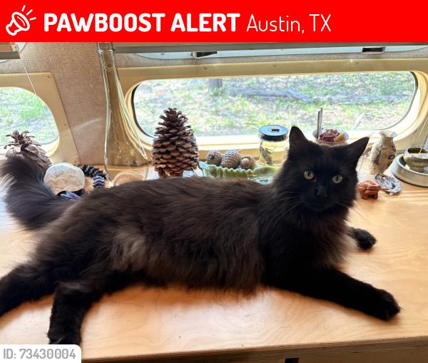 Lost Female Cat last seen Near cottonmouth school rd, Austin, TX 78744