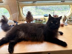 Lost Female Cat last seen Near cottonmouth school rd, Austin, TX 78744