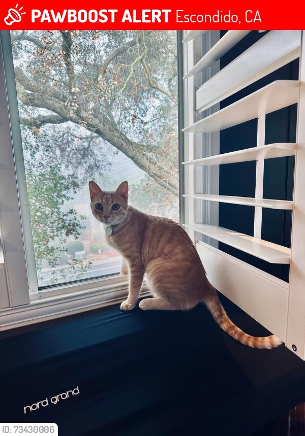 Lost Male Cat last seen Hidden Meadows, Meadow Glen Way E and Mountain Meadow Road, Escondido, CA 92026