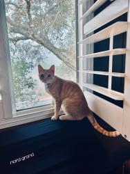 Lost Male Cat last seen Hidden Meadows, Meadow Glen Way E and Mountain Meadow Road, Escondido, CA 92026