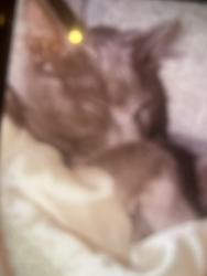 Lost Male Cat last seen Morgan street, Forest City, NC 28043