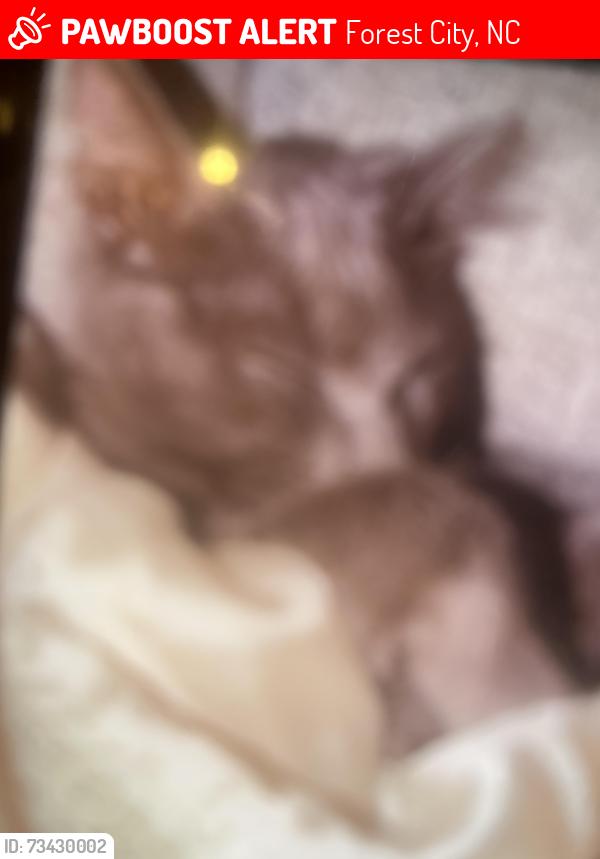 Lost Male Cat last seen Morgan street, Forest City, NC 28043