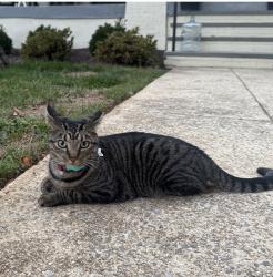 Reunited Female Cat last seen MacArthur and W street, Washington, DC 20007