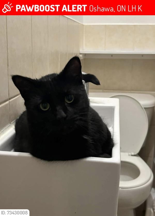 Lost Male Cat last seen simcoe south and eerie, Oshawa, ON L1H 4K6