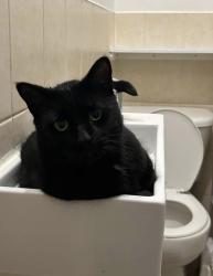 Lost Male Cat last seen simcoe south and eerie, Oshawa, ON L1H 4K6