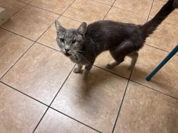 Found/Stray Female Cat last seen Settlers canal Chinden & Fairview, Boise, ID 83706