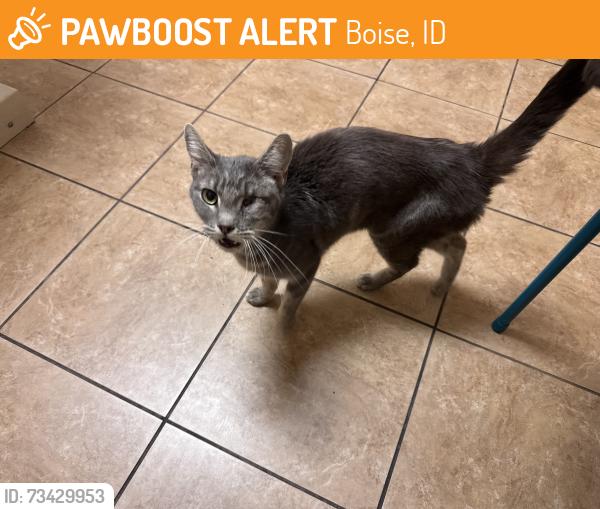 Found/Stray Female Cat last seen Settlers canal Chinden & Fairview, Boise, ID 83706