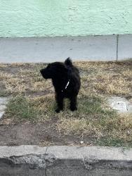 Found/Stray Male Dog last seen Brighton near Jefferson, Culver City, CA 90018