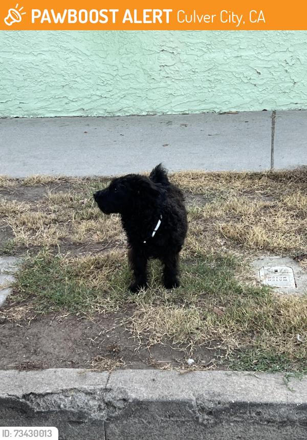 Found/Stray Male Dog last seen Brighton near Jefferson, Culver City, CA 90018