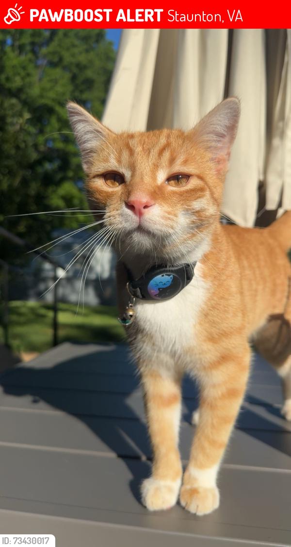 Lost Male Cat last seen Cherry Hill Dr / Spring Hill Rd, Staunton, VA 24401