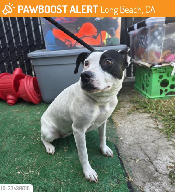Found/Stray Female Dog last seen Near De Forest Ave, Long Beach, CA 90805, Long Beach, CA 90805