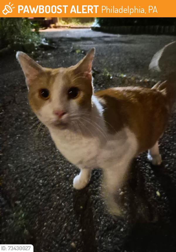 Found/Stray Unknown Cat last seen Near N Franklin St, Philadelphia, PA 19123, Philadelphia, PA 19123