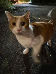 Found/Stray Unknown Cat last seen Near N Franklin St, Philadelphia, PA 19123, Philadelphia, PA 19123
