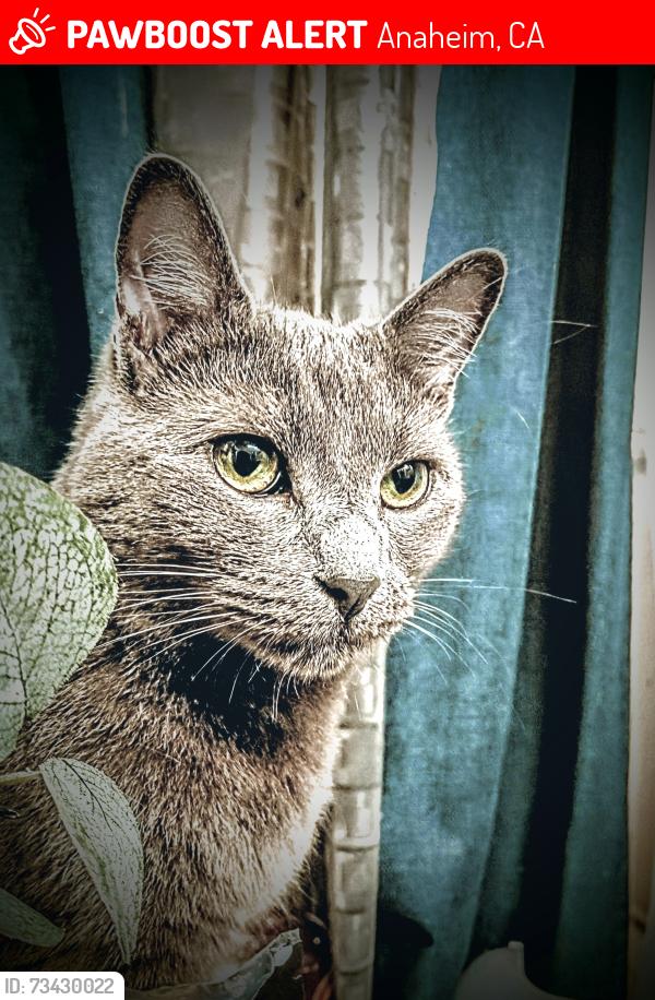 Lost Male Cat last seen Ball Rd/State College, Anaheim, CA 92805