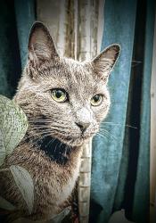 Lost Male Cat last seen Ball Rd/State College, Anaheim, CA 92805