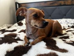 Lost Female Dog last seen Inland center dr, San Bernardino, CA 92410