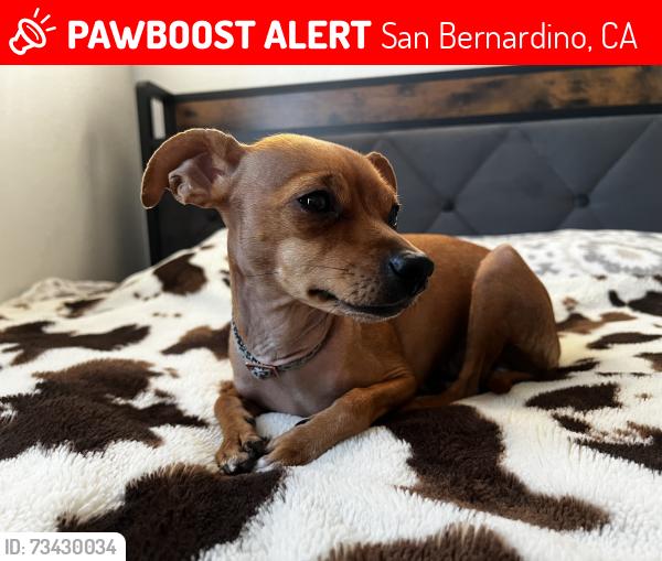 Lost Female Dog last seen Inland center dr, San Bernardino, CA 92410