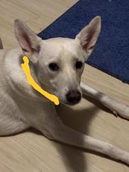 Found/Stray Female Dog last seen Gaelic Drive, Austin, TX 78754