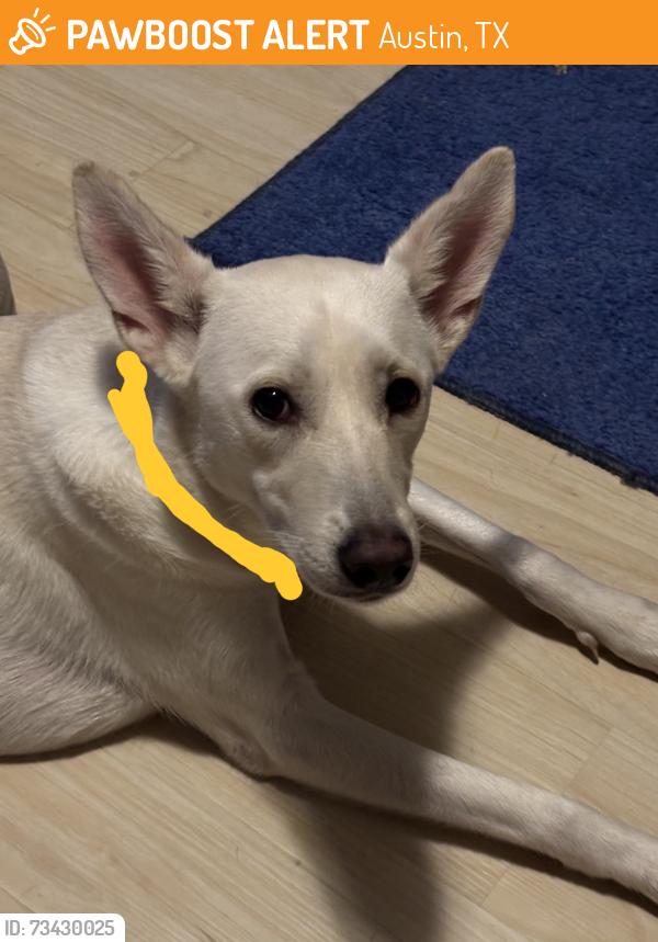 Found/Stray Female Dog last seen Gaelic Drive, Austin, TX 78754