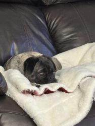 Found/Stray Female Dog last seen McHenry / Kavanaugh, Modesto, CA 95355