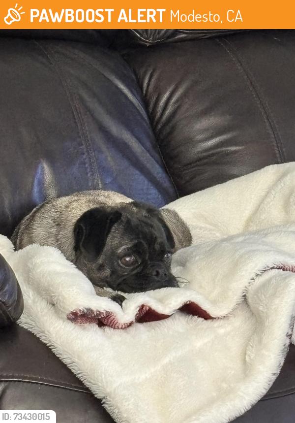 Found/Stray Female Dog last seen McHenry / Kavanaugh, Modesto, CA 95355