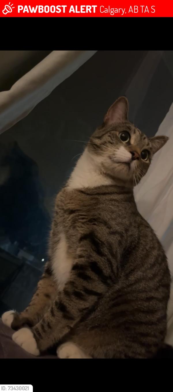 Lost Male Cat last seen Tom baines middle school, Calgary, AB T3A 3S2
