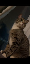 Lost Male Cat last seen Tom baines middle school, Calgary, AB T3A 3S2