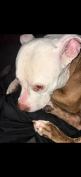 Lost Female Dog last seen Sheridan drive, Tonawanda, NY 14150