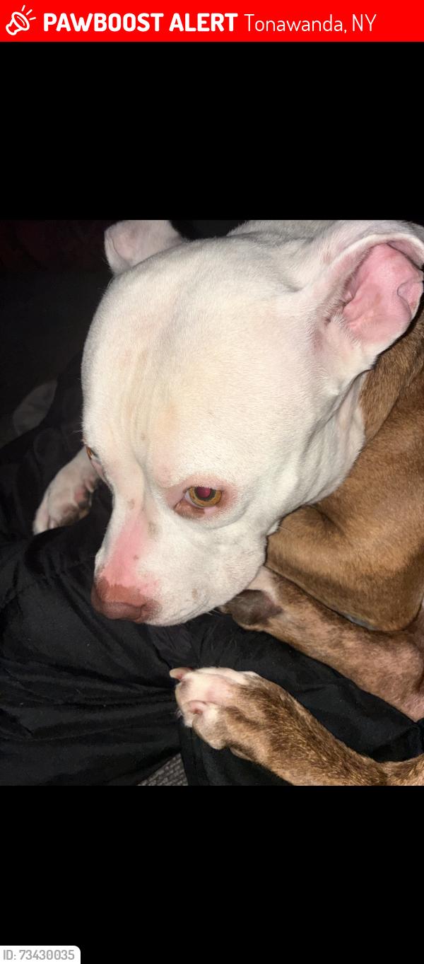 Lost Female Dog last seen Sheridan drive, Tonawanda, NY 14150