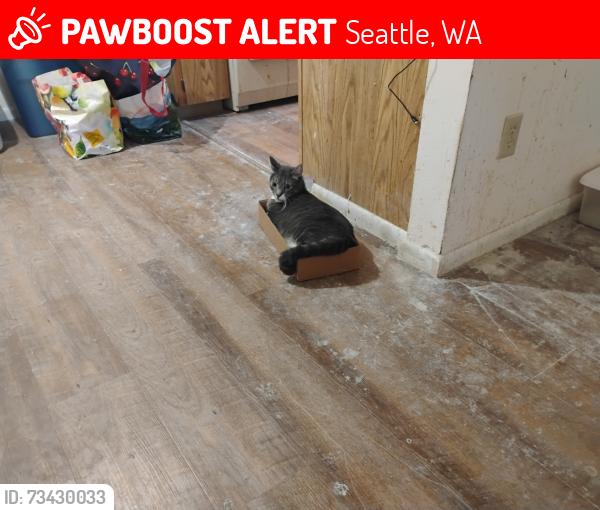 Lost Male Cat last seen 125th and 35th ave ne, Seattle, WA 98125