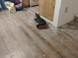 Lost Male Cat last seen 125th and 35th ave ne, Seattle, WA 98125