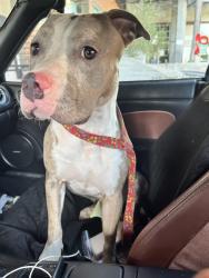 Found/Stray Female Dog last seen Village Green, Los Angeles, CA 90016