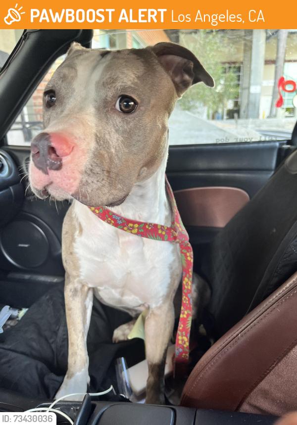 Found/Stray Female Dog last seen Village Green, Los Angeles, CA 90016