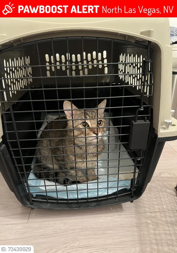 Lost Male Cat last seen N Camino El Dorado and W Centennial Pkwy, North Las Vegas, NV 89031