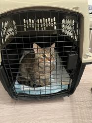 Lost Male Cat last seen N Camino El Dorado and W Centennial Pkwy, North Las Vegas, NV 89031