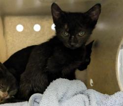 Shelter Stray Female Cat last seen Near BLOCK S 164TH ST, SEATAC WA 98188, 21615 64th Ave S, Kent, WA 98032, USA