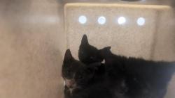 Shelter Stray Male Cat last seen Near BLOCK S 164TH ST, SEATAC WA 98188, 21615 64th Ave S, Kent, WA 98032, USA