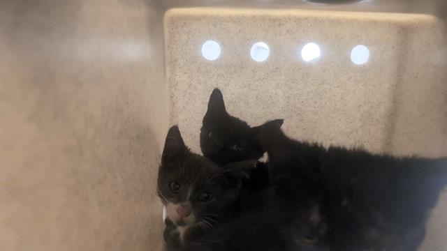 Shelter Stray Male Cat last seen Near BLOCK S 164TH ST, SEATAC WA 98188, 21615 64th Ave S, Kent, WA 98032, USA