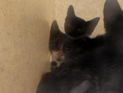 Shelter Stray Male Cat last seen Near BLOCK S 164TH ST, SEATAC WA 98188, 21615 64th Ave S, Kent, WA 98032, USA