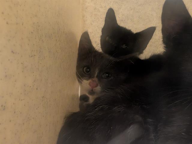 Shelter Stray Male Cat last seen Near BLOCK S 164TH ST, SEATAC WA 98188, 21615 64th Ave S, Kent, WA 98032, USA