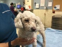 Shelter Stray Male Dog last seen CAJALCO RD /LAKE MATHEWS DRIVE RIVERSIDE, 6851 Van Buren Boulevard, Jurupa Valley, CA 92509, USA