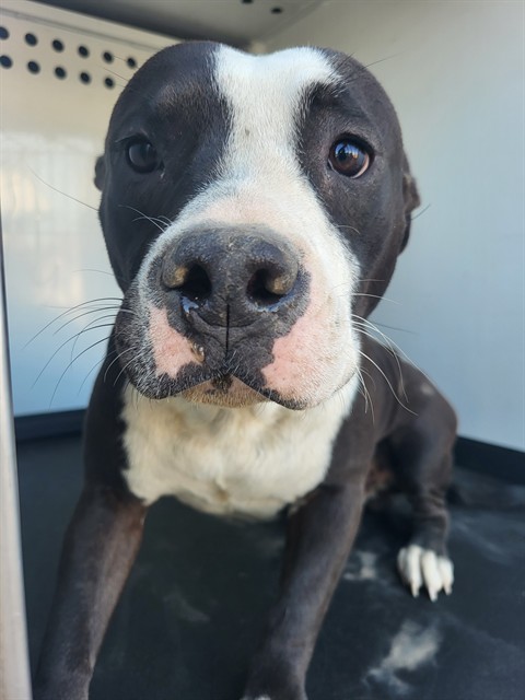 Shelter Stray Male Dog last seen Near BLK PADRE ST,BAKERFIELD CA, 201 S Mt Vernon Ave, Bakersfield, CA 93307, USA
