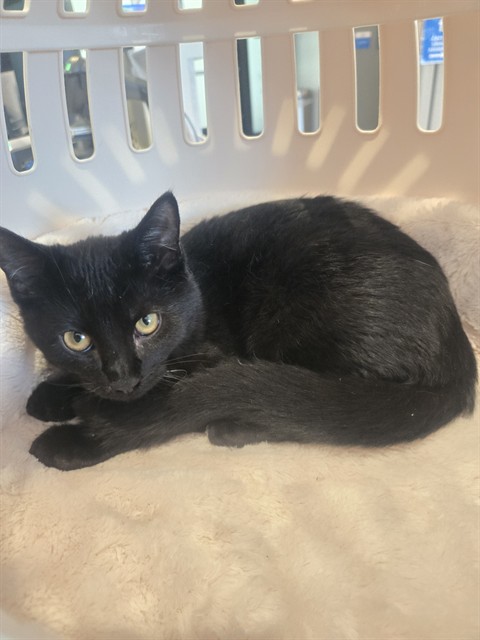 Shelter Stray Female Cat last seen CROSSLAND/SAND CANYON AVE, 92620, 6443 Oak Canyon, Irvine, CA 92618, USA